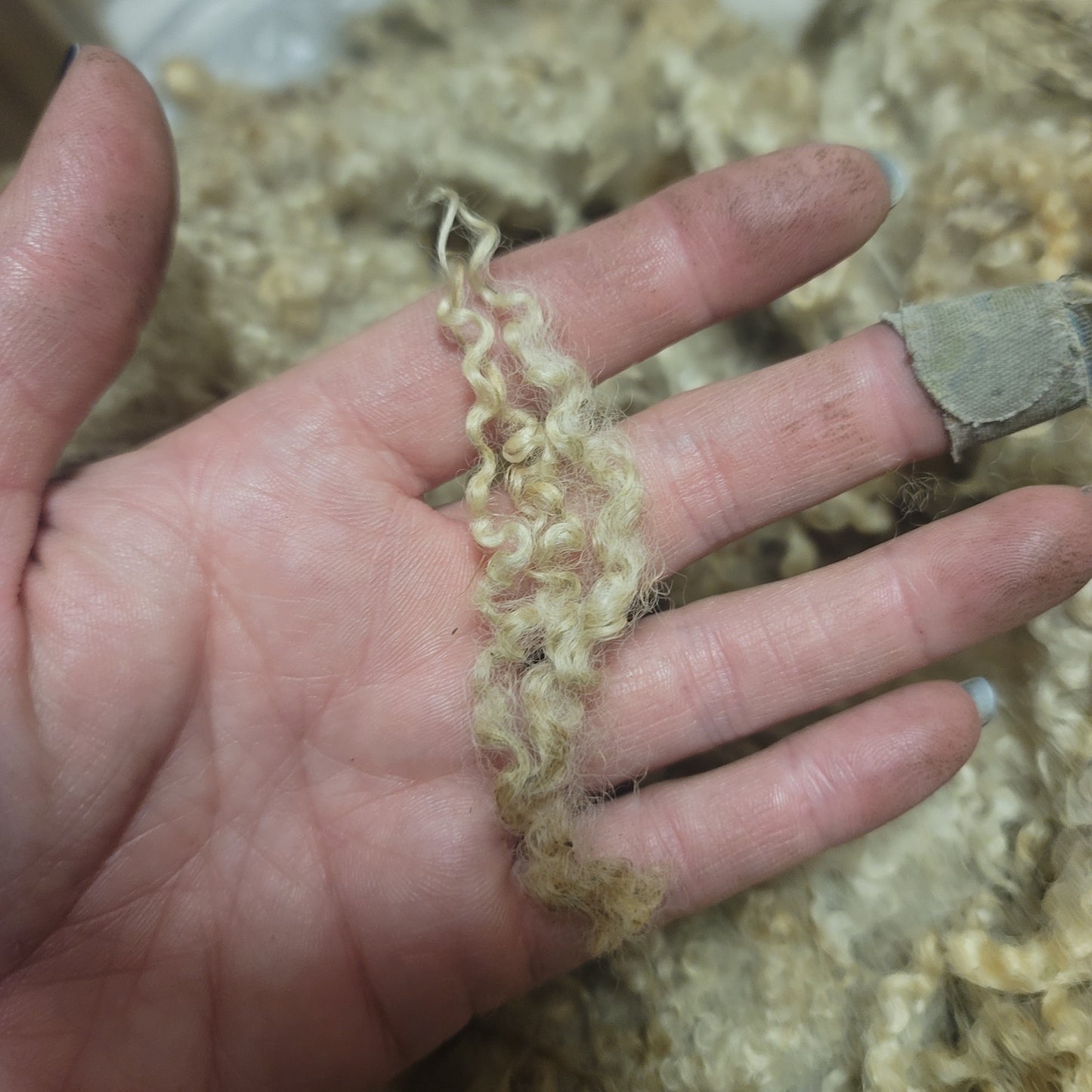 BFL Raw Wool