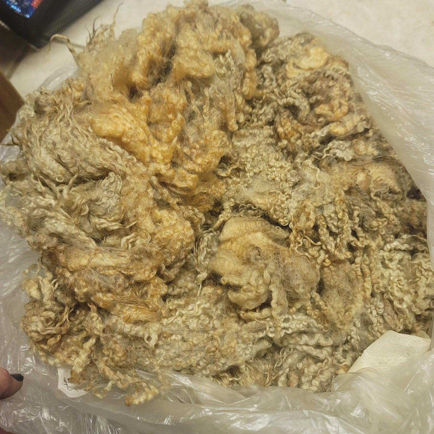 BFL Raw Wool