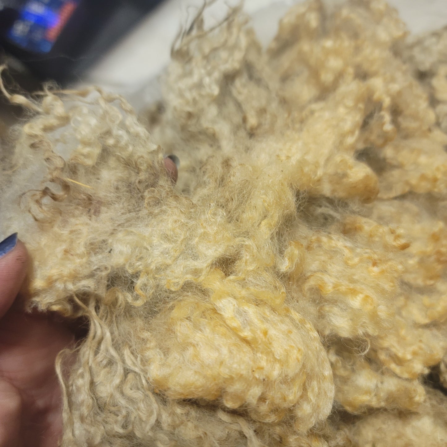 BFL Raw Wool