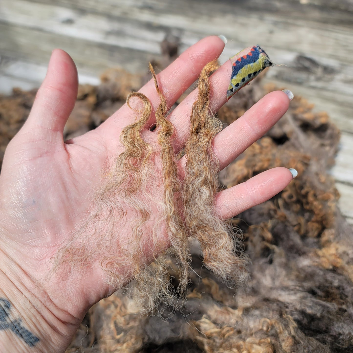 Border Leicester-CVM-Finn-Rambouillet Raw Wool