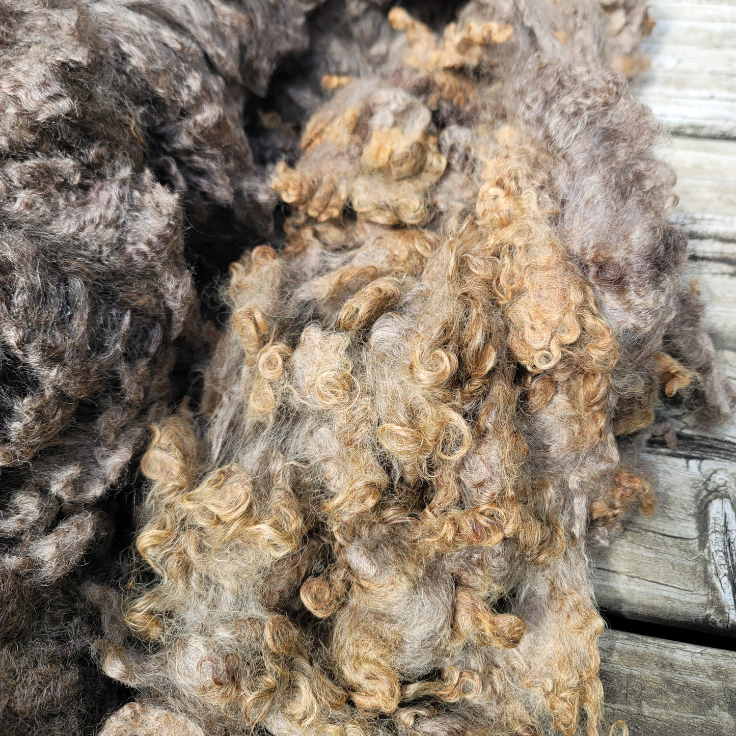 Border Leicester-CVM-Finn-Rambouillet Raw Wool