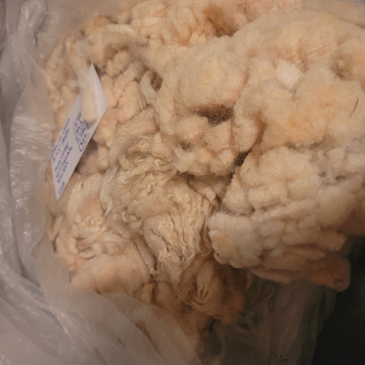 Cheviot Cross Raw Wool