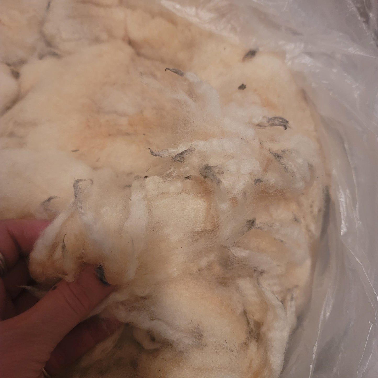 Clun Forest Cross Raw Wool