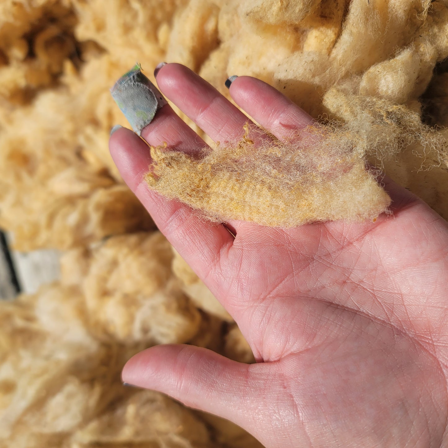 Florida Cracker Raw Wool