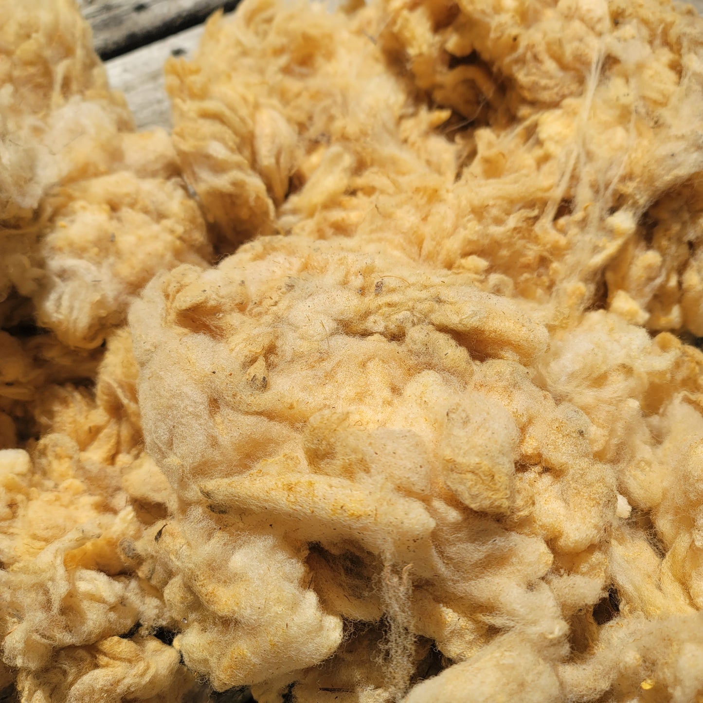 Florida Cracker Raw Wool