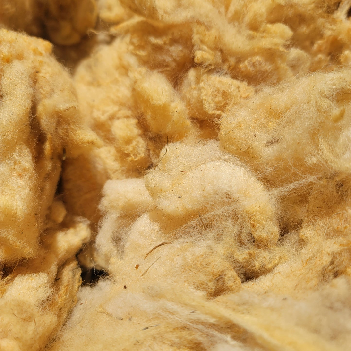 Florida Cracker Raw Wool