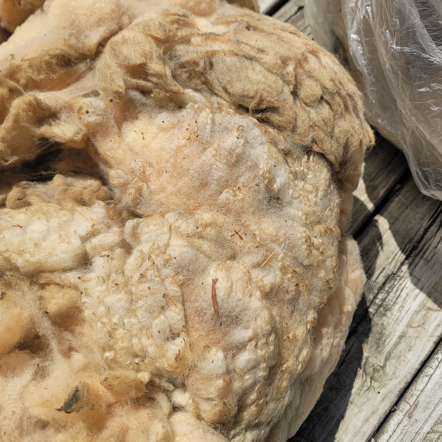 Florida Cracker Raw Wool