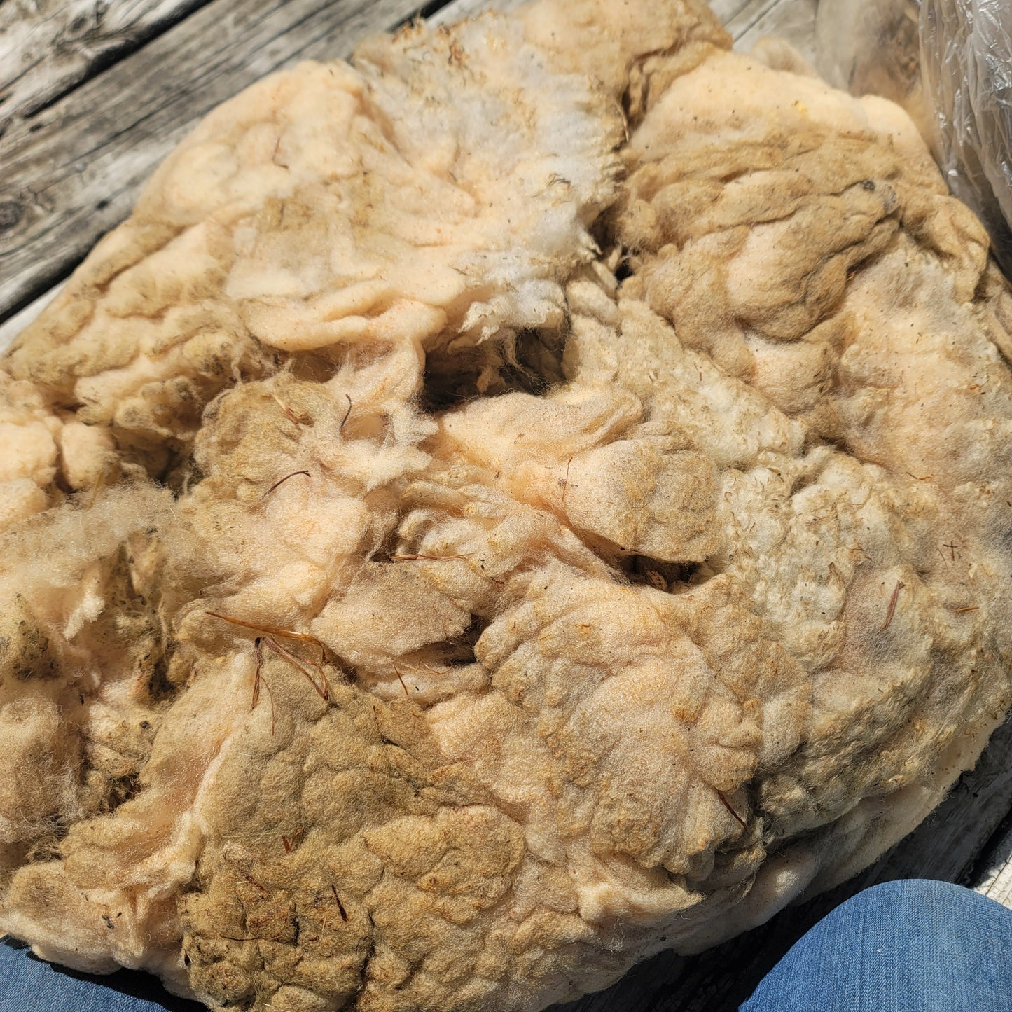 Florida Cracker Raw Wool