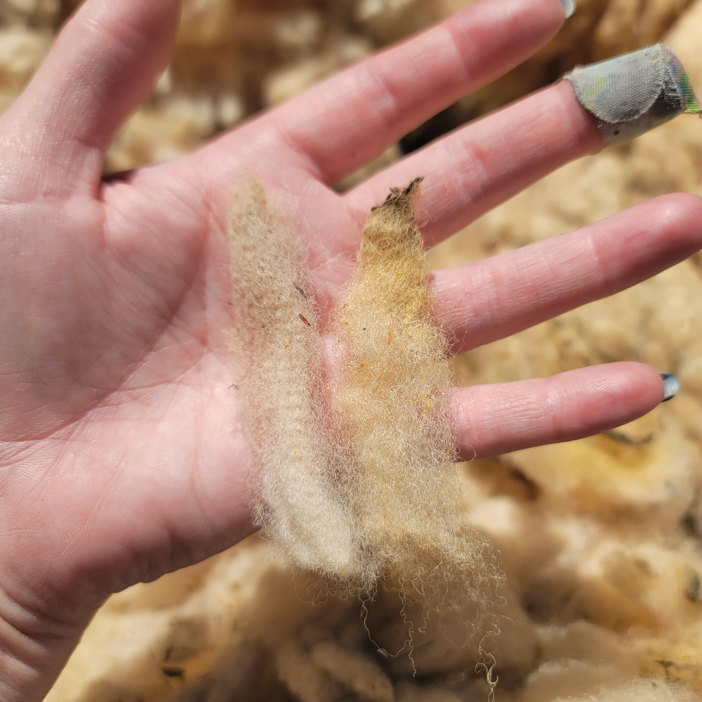 Florida Cracker Raw Wool