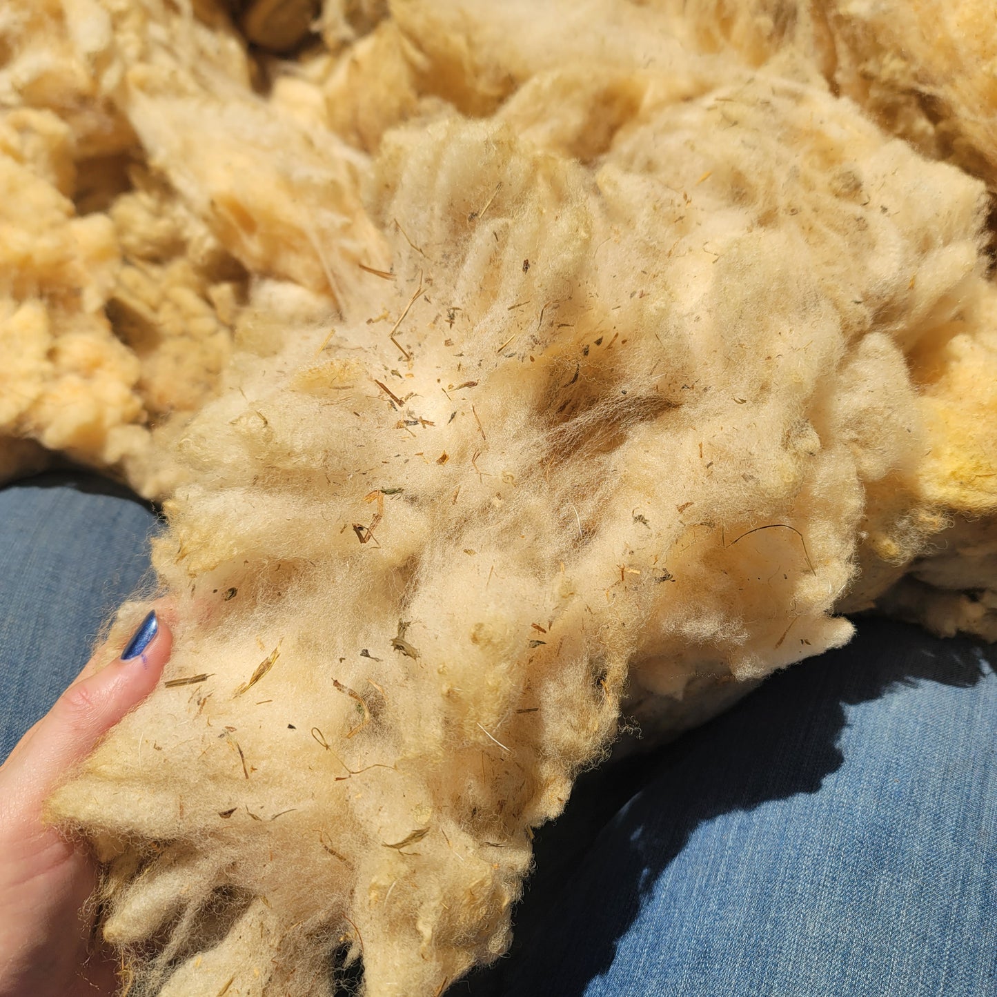 Florida Cracker Raw Wool