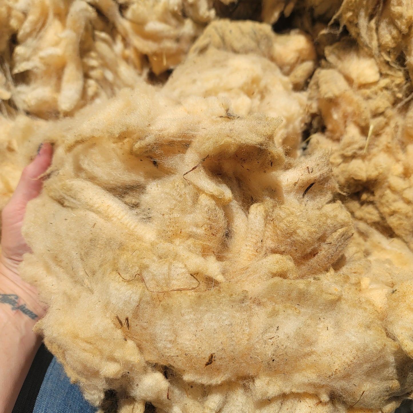 Florida Cracker Raw Wool