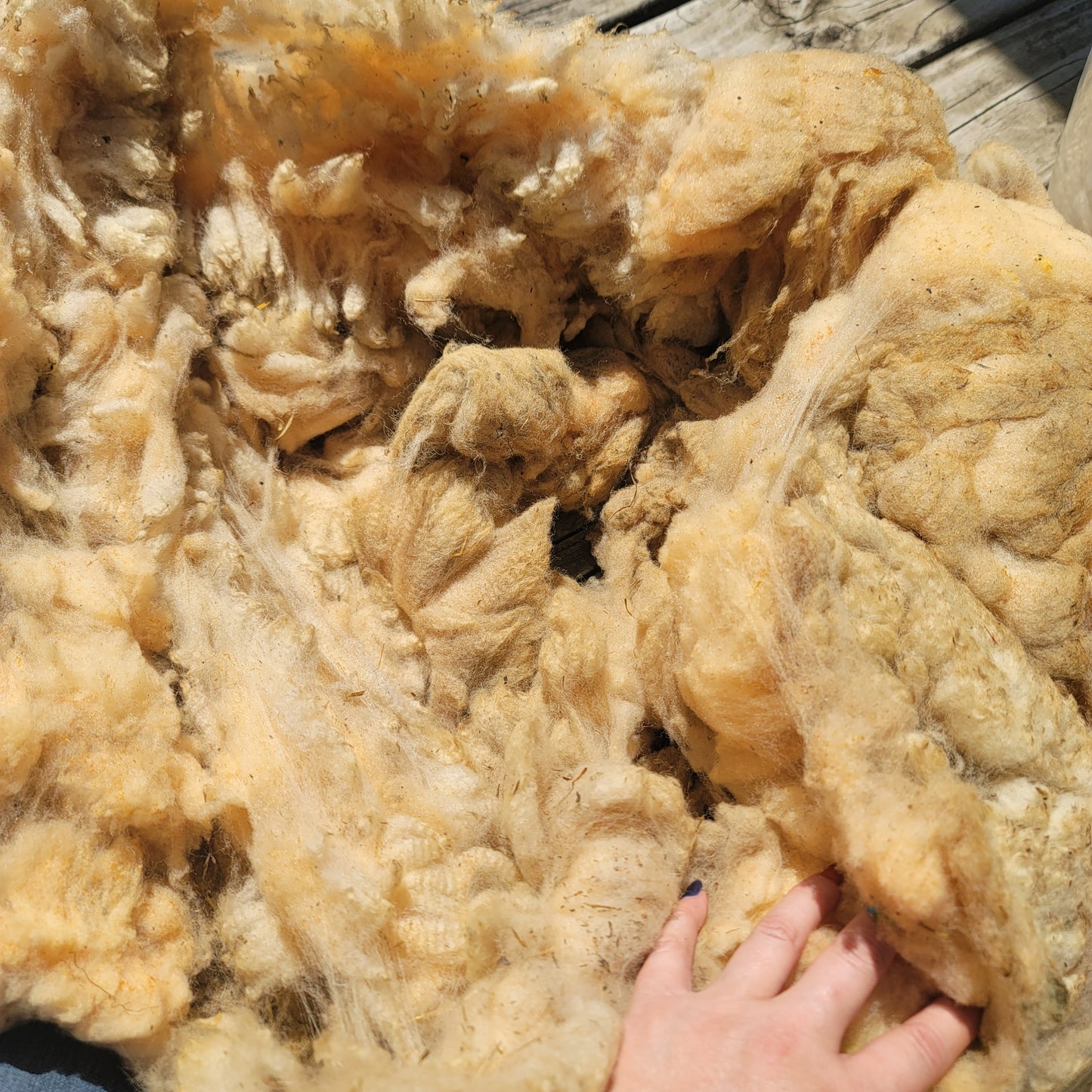 Florida Cracker Raw Wool
