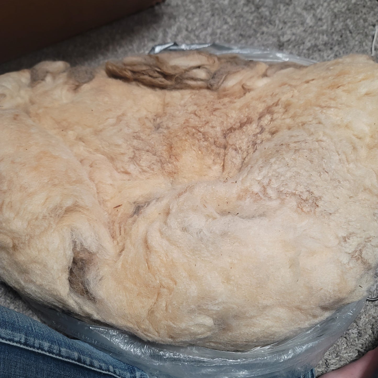 Icelandic Raw Wool
