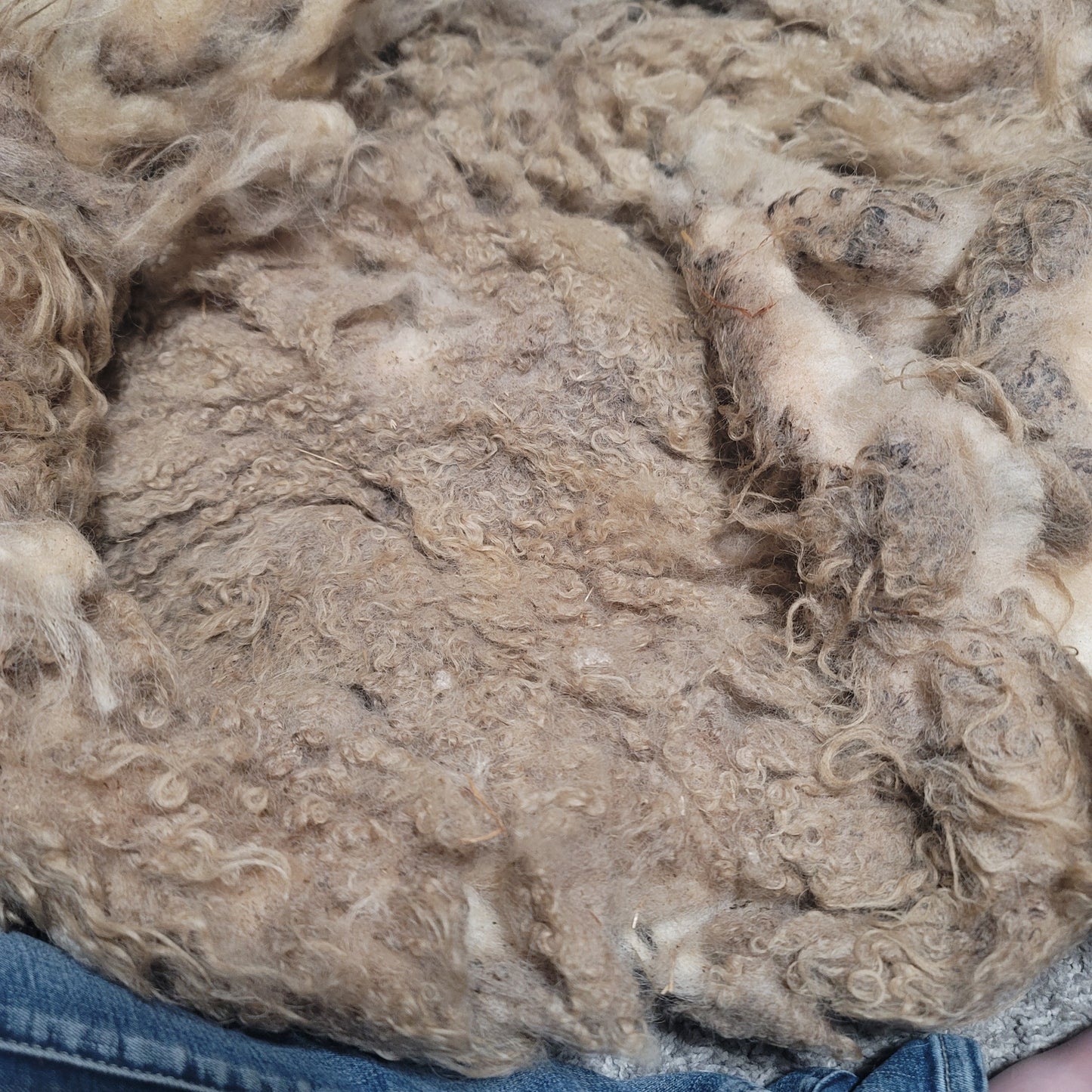 Icelandic Raw Wool