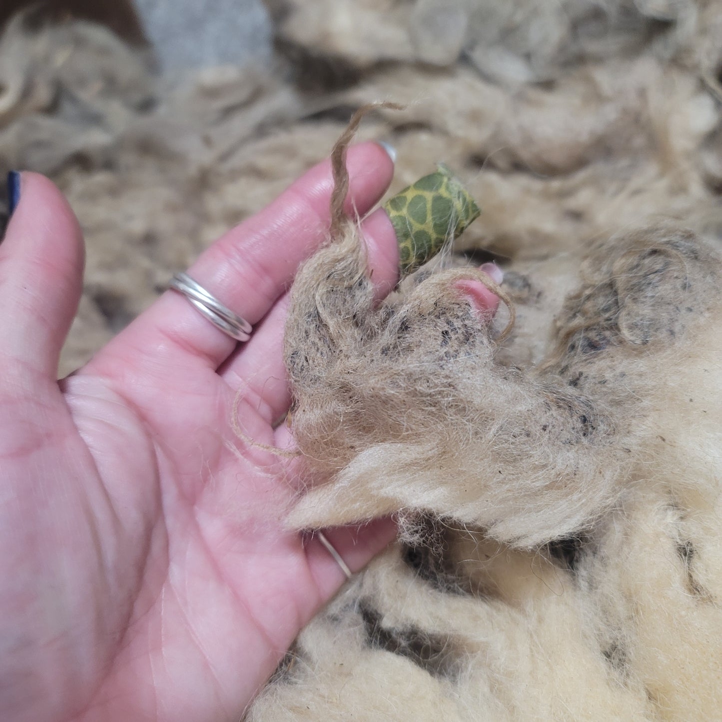 Icelandic Raw Wool