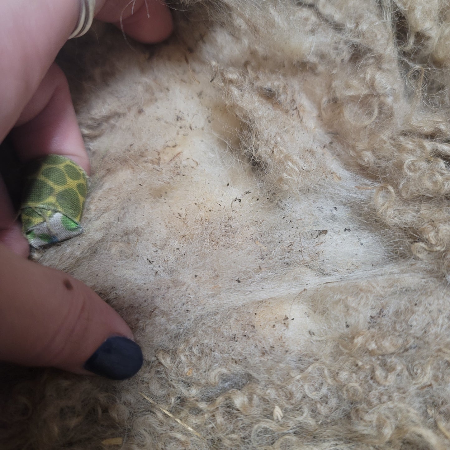 Icelandic Raw Wool