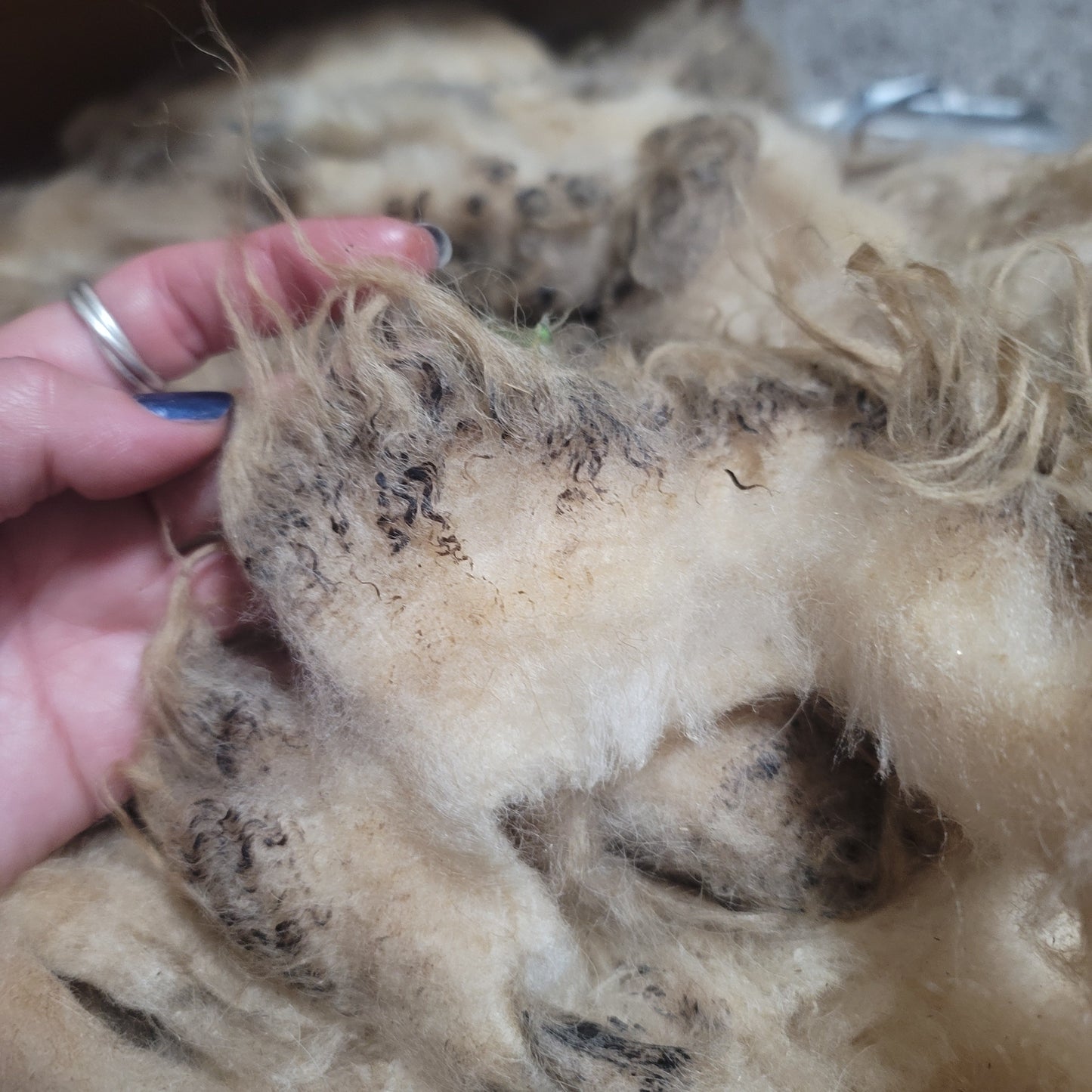 Icelandic Raw Wool