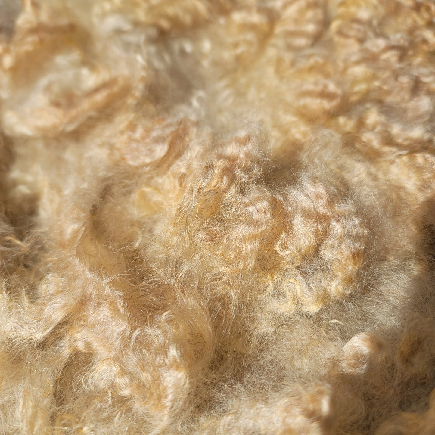 Lincoln Longwool Raw Wool