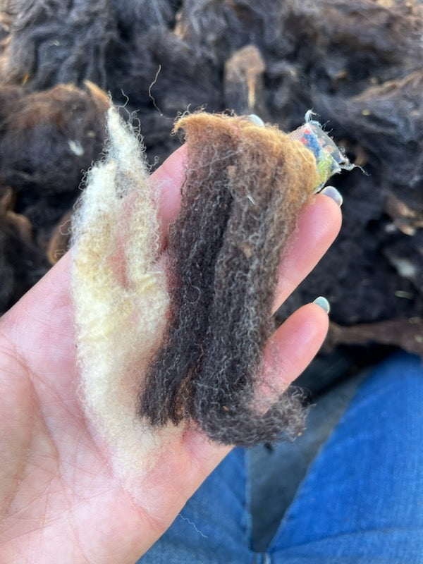 Natural Colored Raw Wool