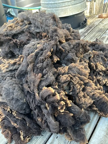 Natural Colored Raw Wool