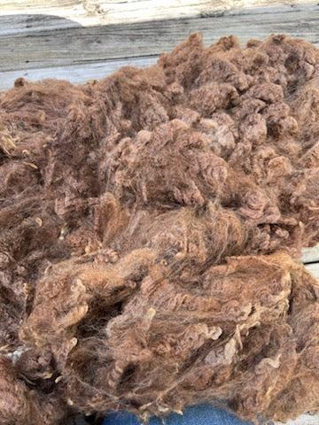 Romney Raw Wool