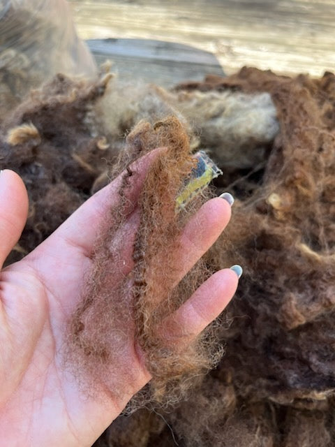 Romney Raw Wool