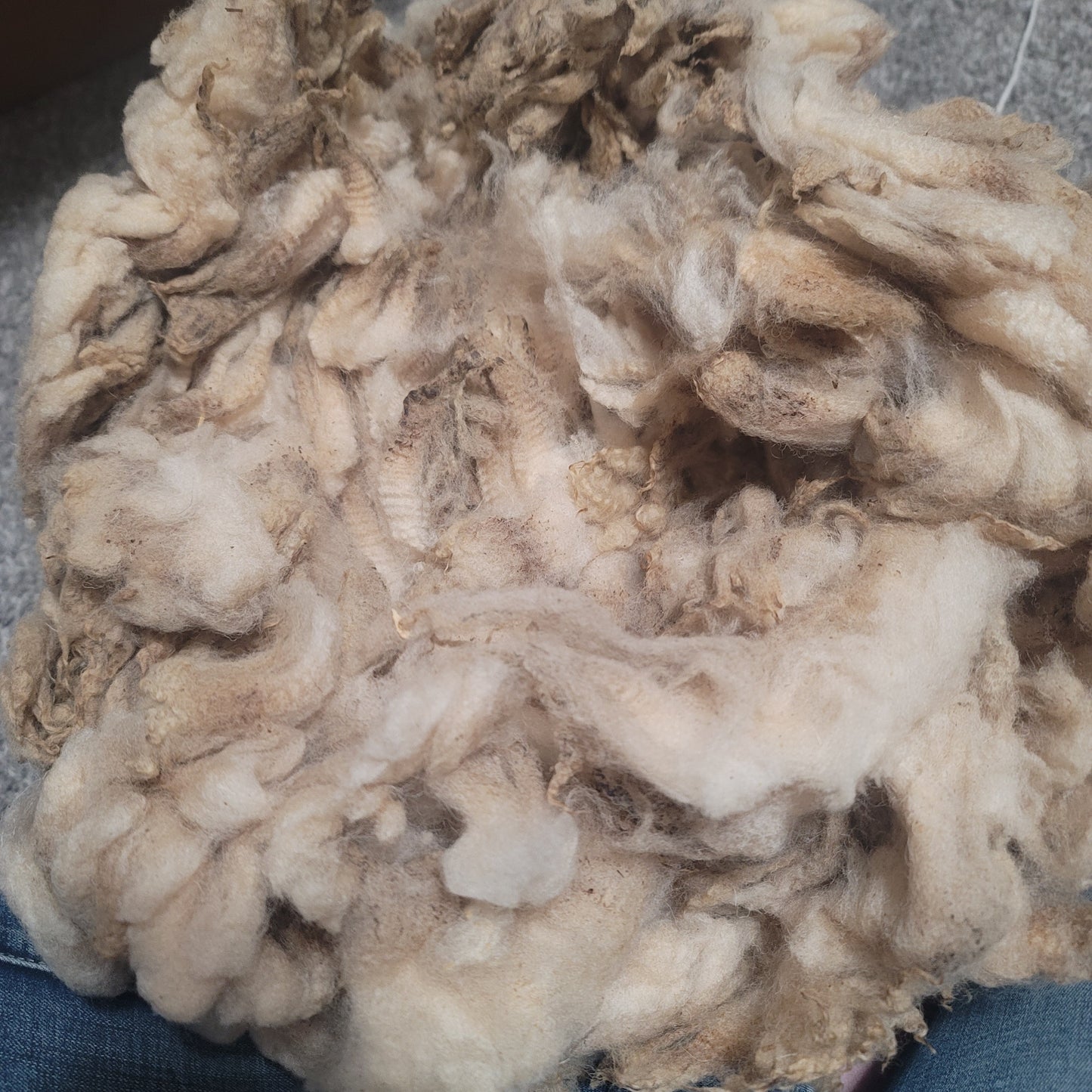 Shetland x Cheviot Raw Wool