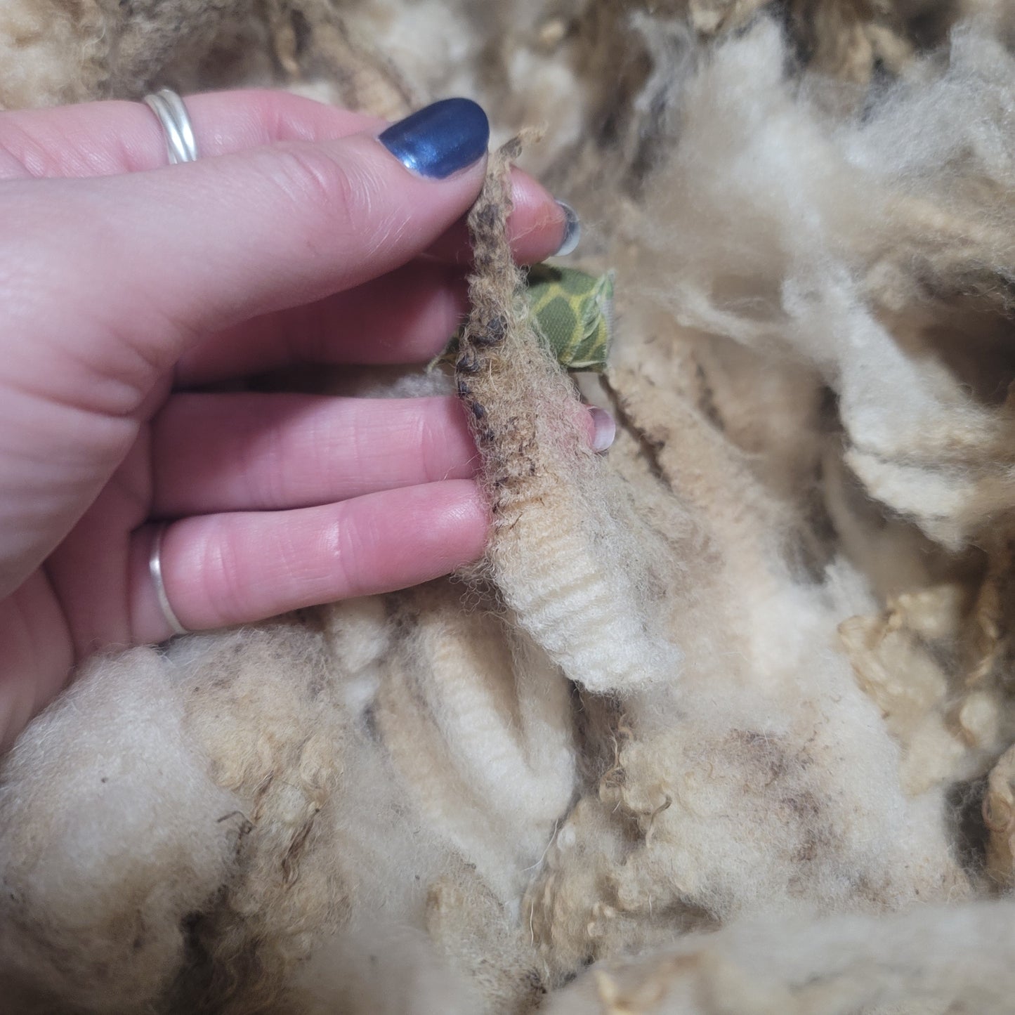 Shetland x Cheviot Raw Wool