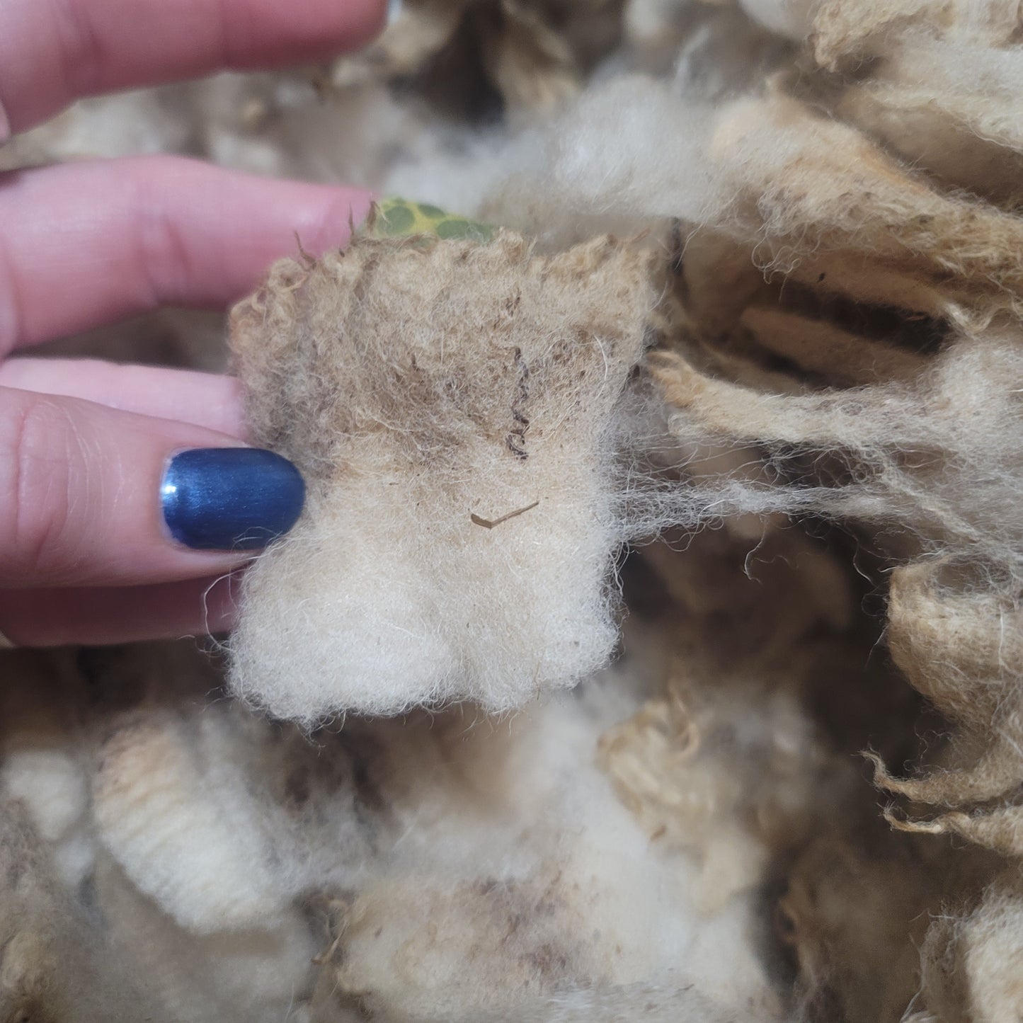 Shetland x Cheviot Raw Wool