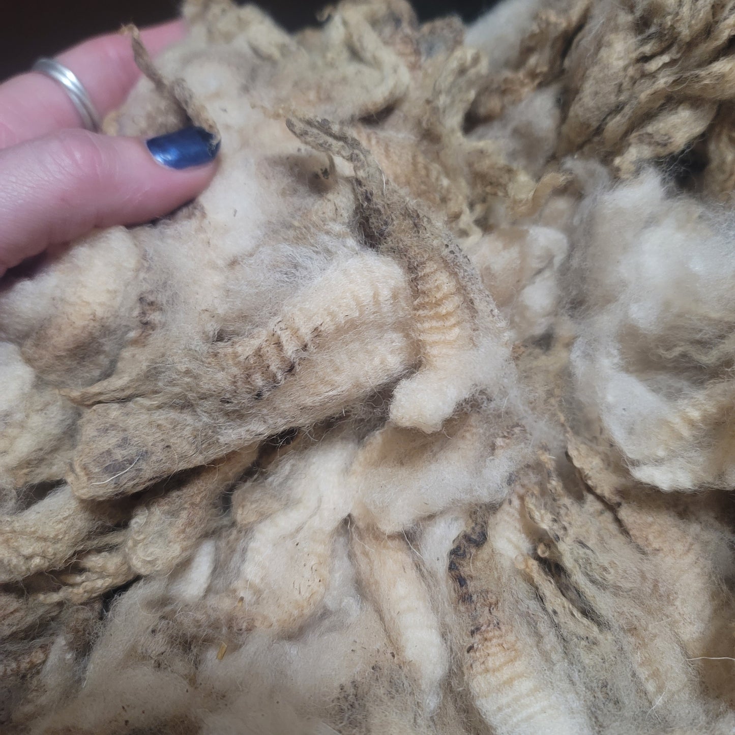 Shetland x Cheviot Raw Wool