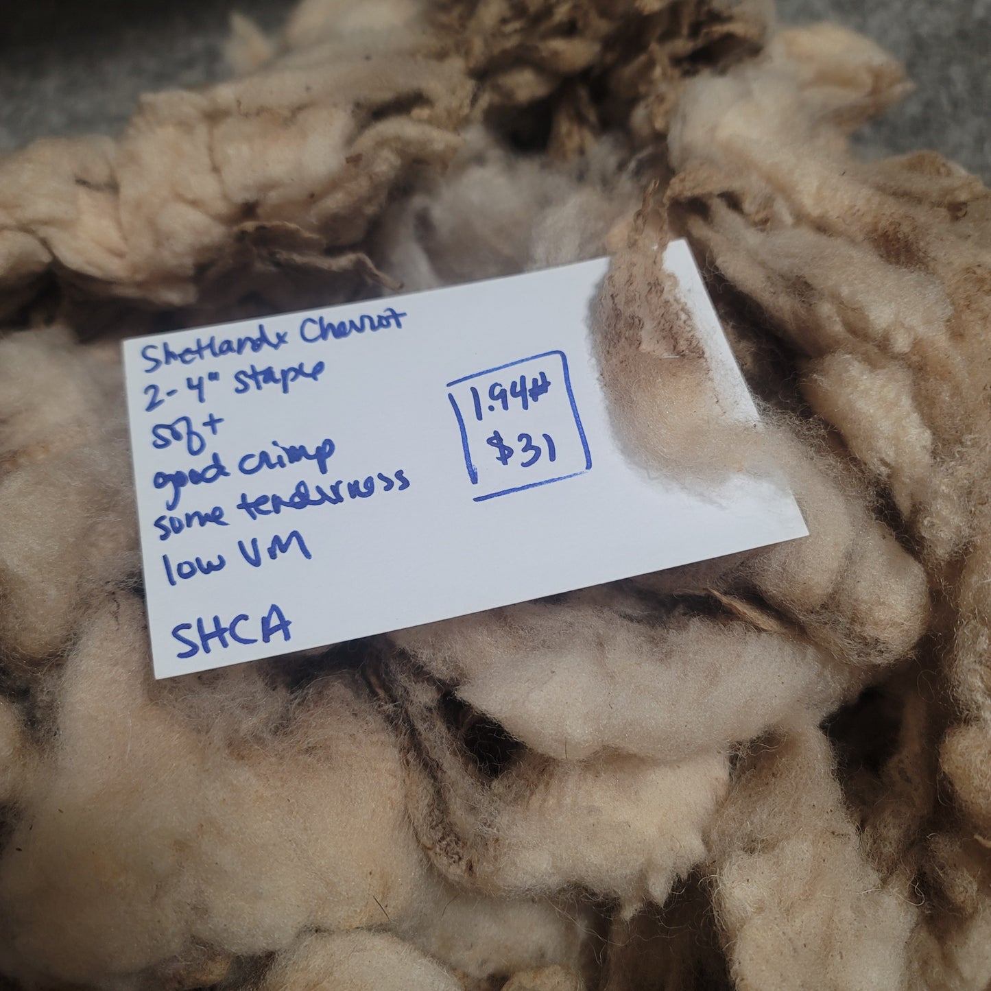 Shetland x Cheviot Raw Wool