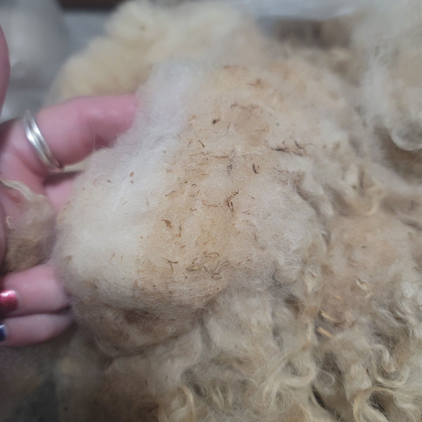 Shetland Raw Wool