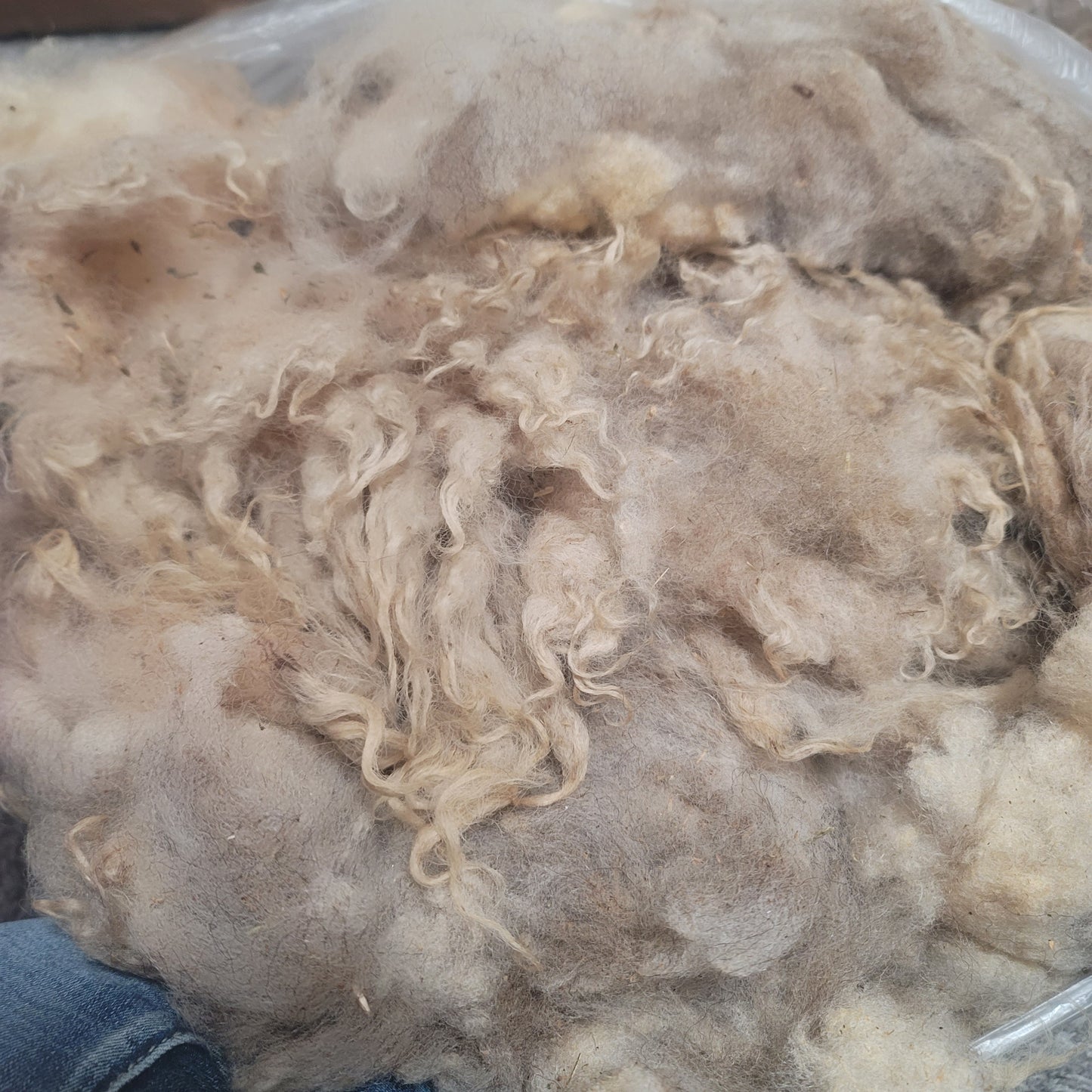 Shetland Raw Wool