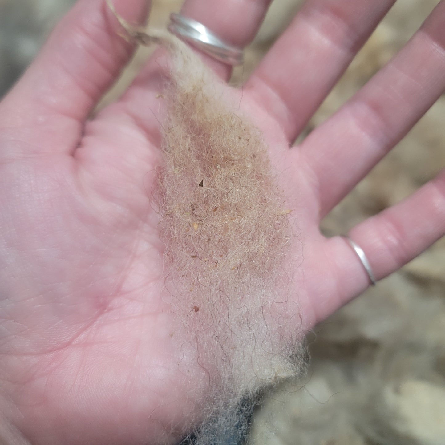 Shetland Raw Wool