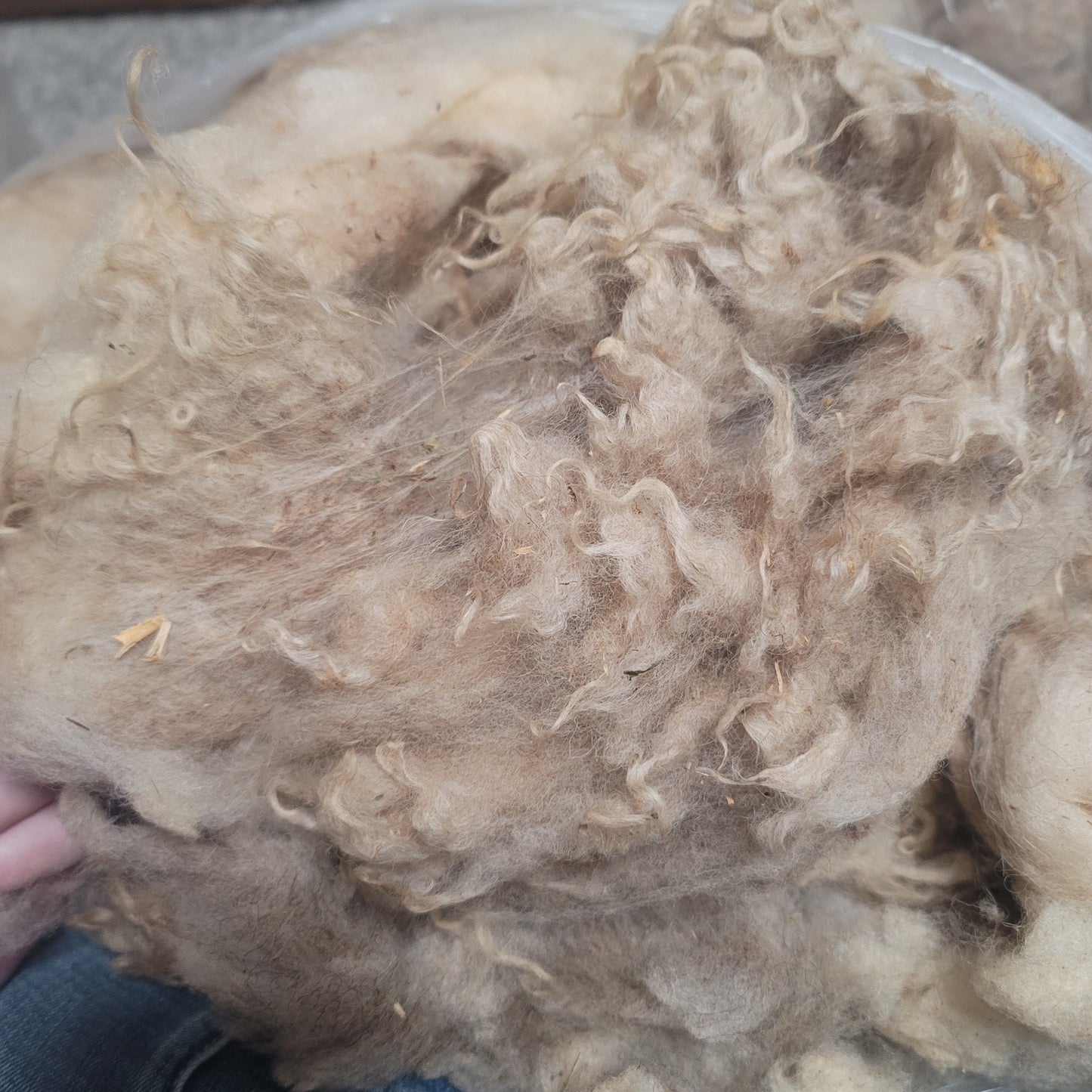 Shetland Raw Wool