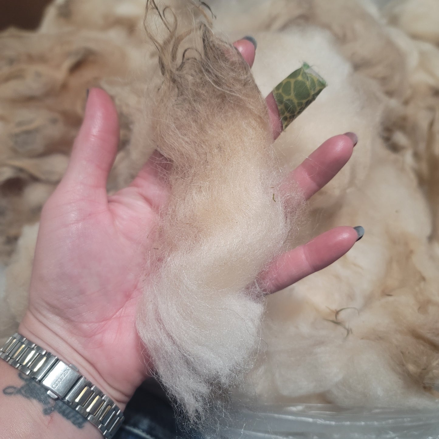 Shetland Raw Wool