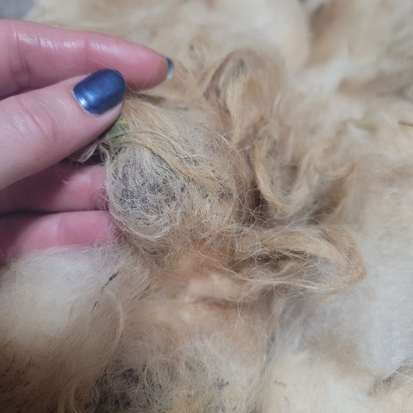 Shetland Raw Wool
