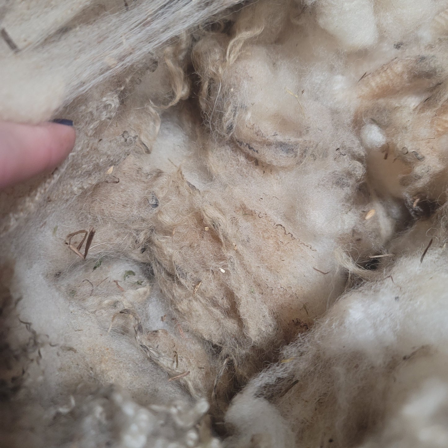 Shetland Raw Wool
