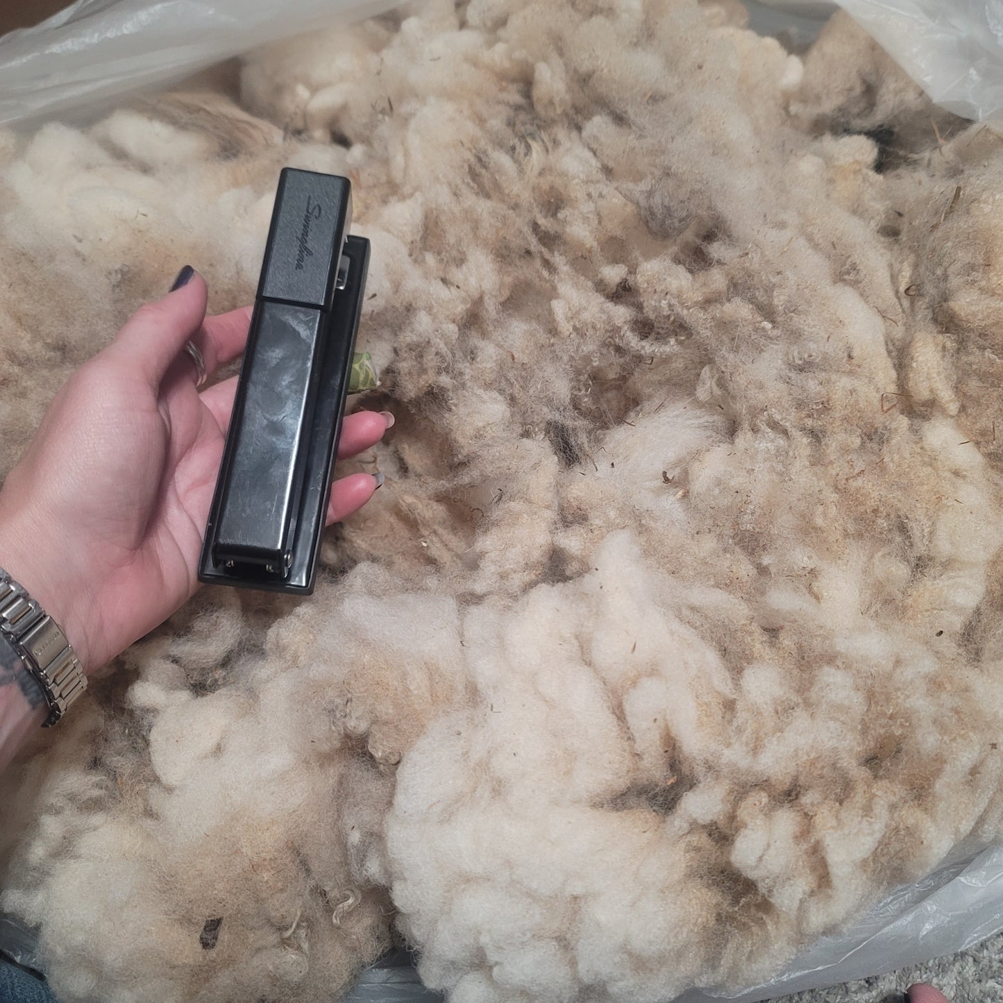 Shetland Raw Wool