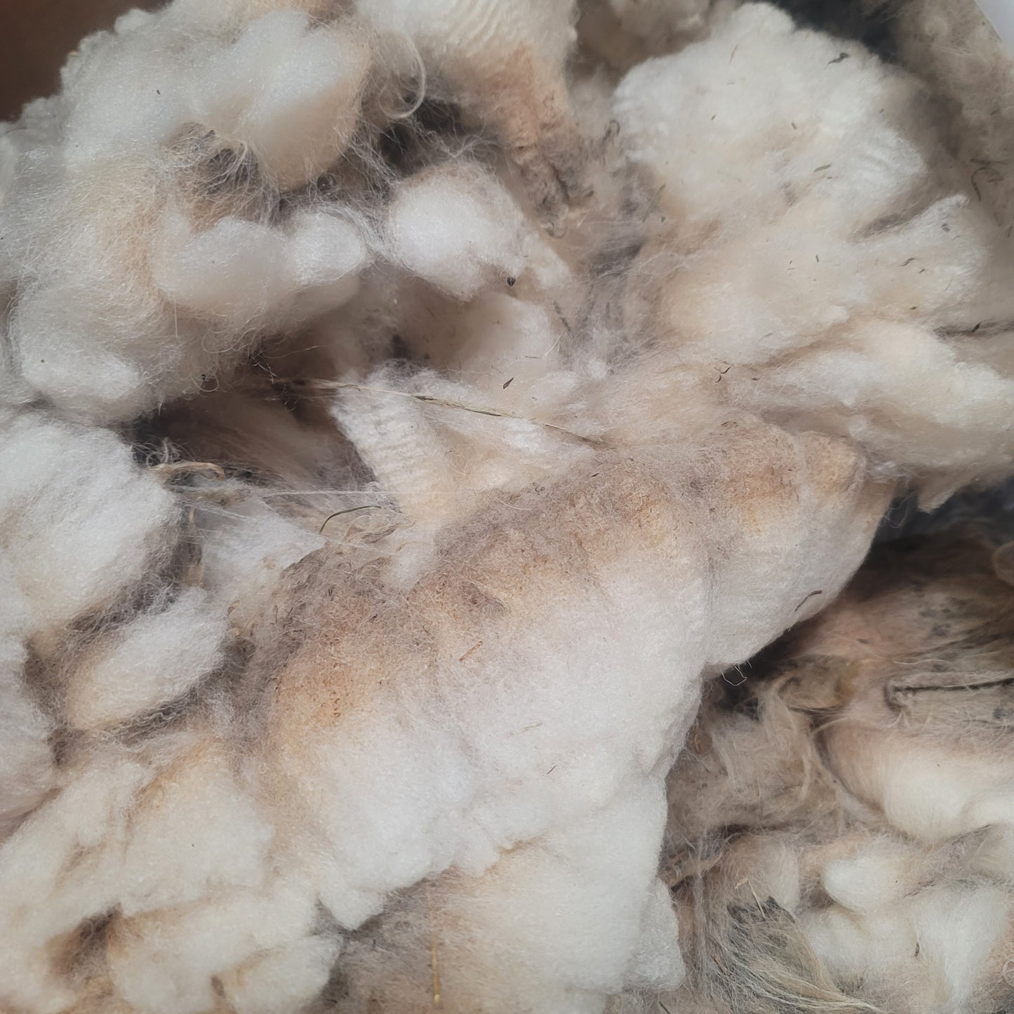 Shetland Raw Wool