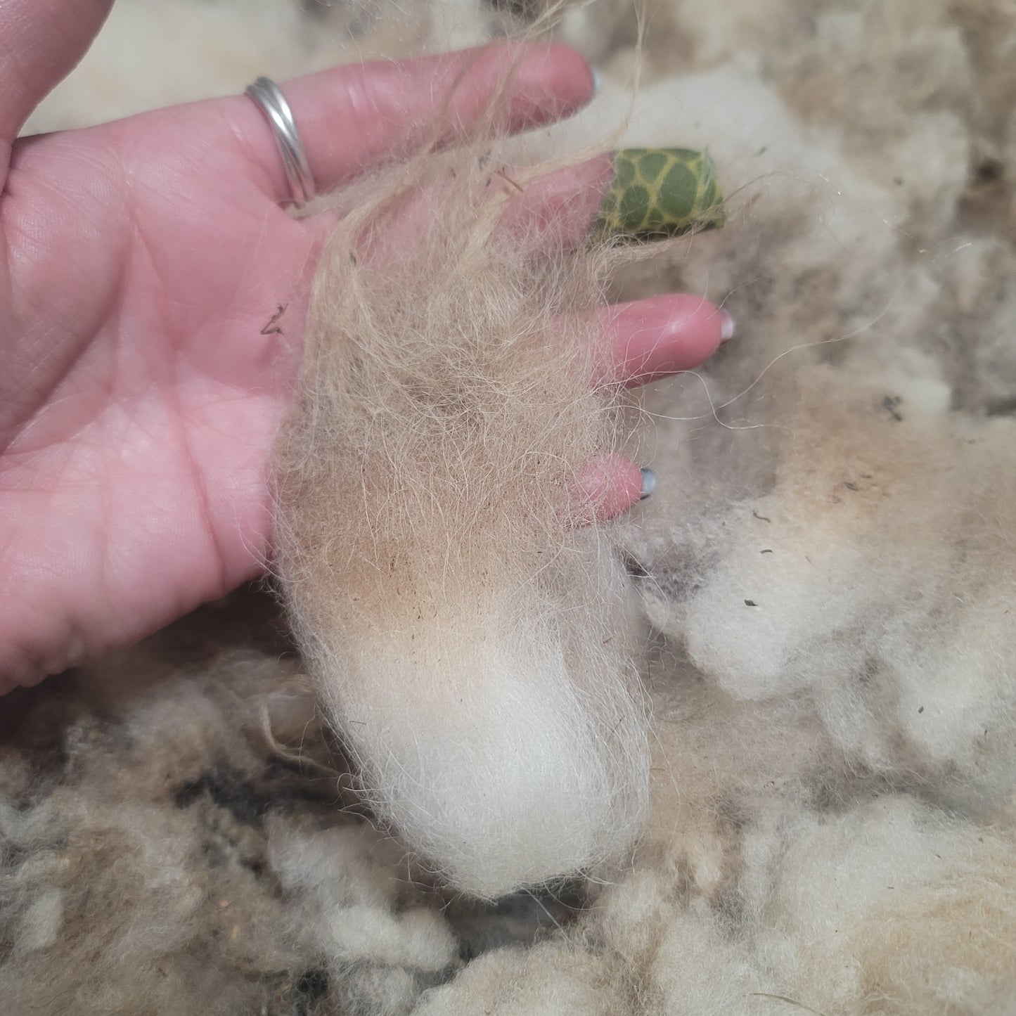 Shetland Raw Wool