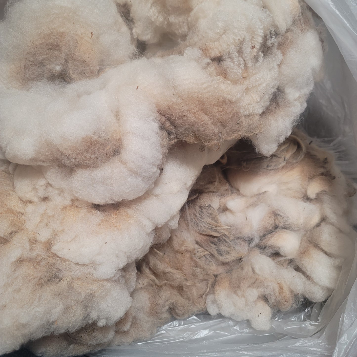Shetland Raw Wool