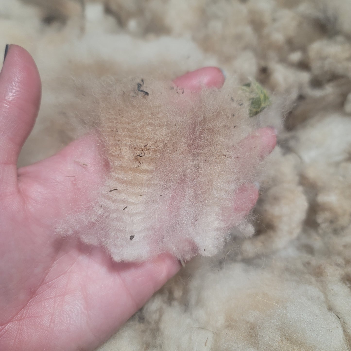 Shetland Raw Wool