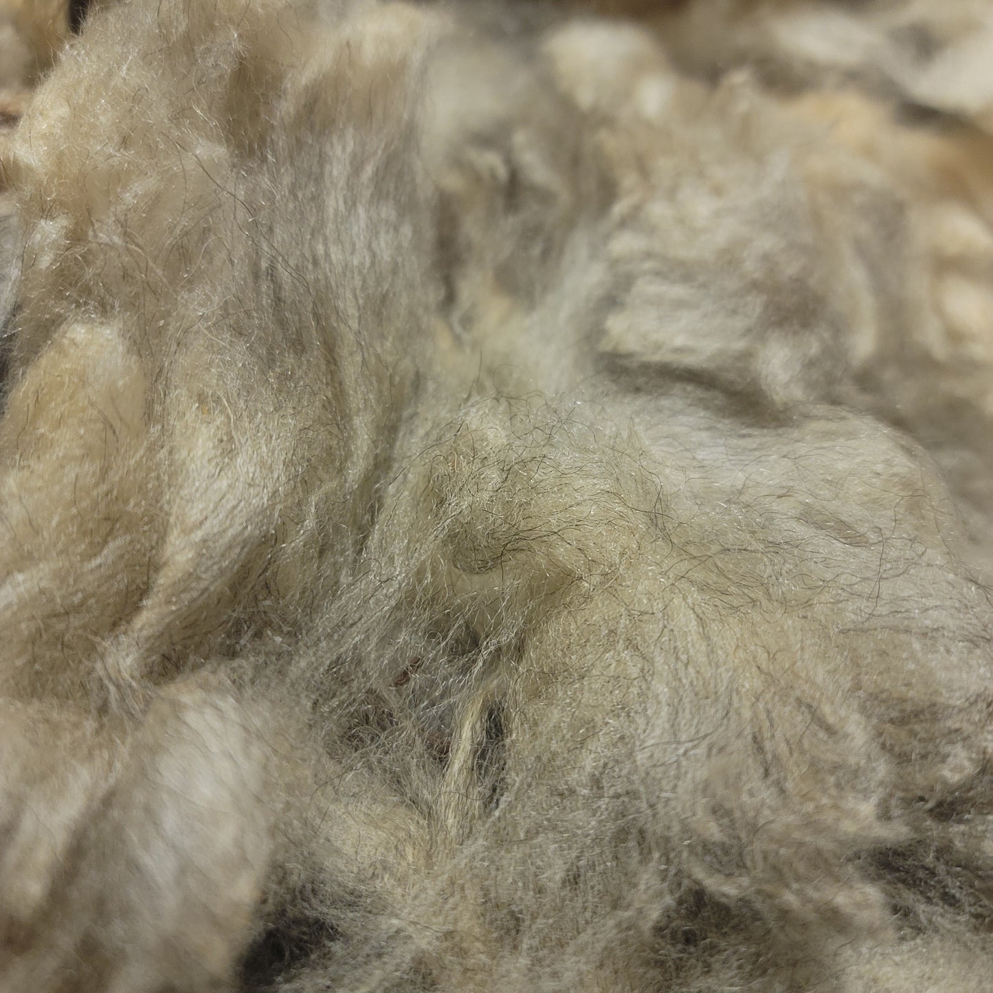 Shetland Raw Wool