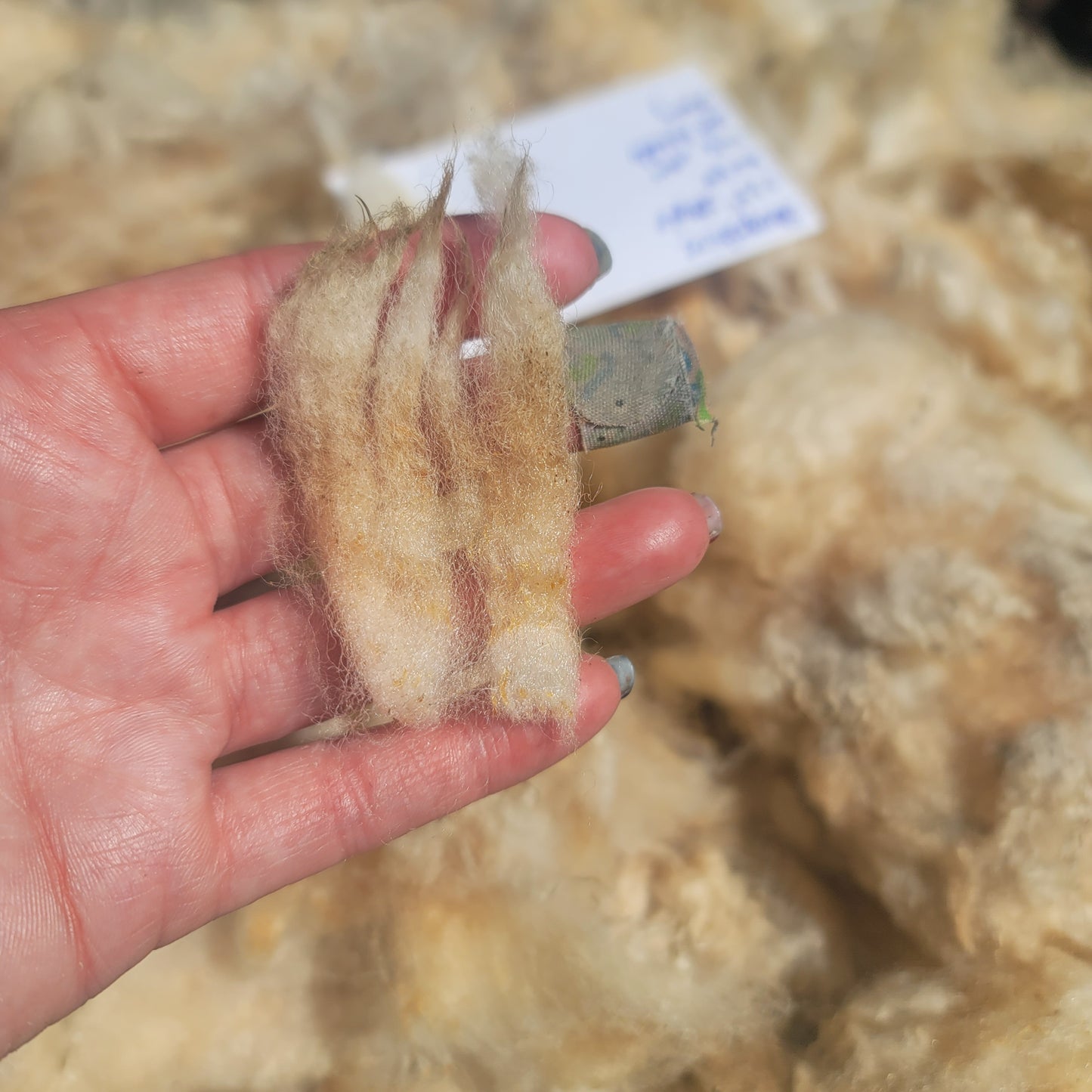 Shropshire Raw Wool