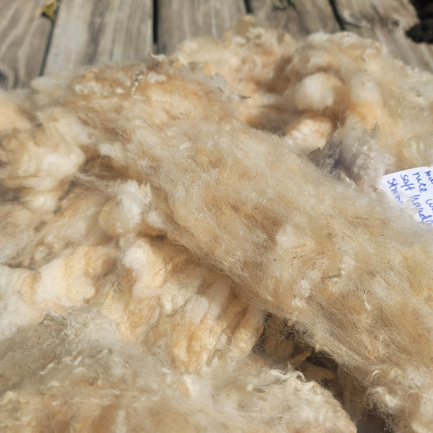 Shropshire Raw Wool