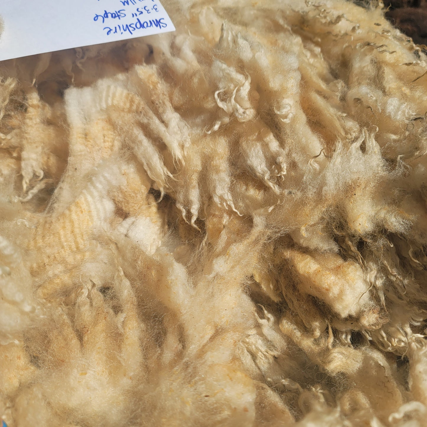 Shropshire Raw Wool