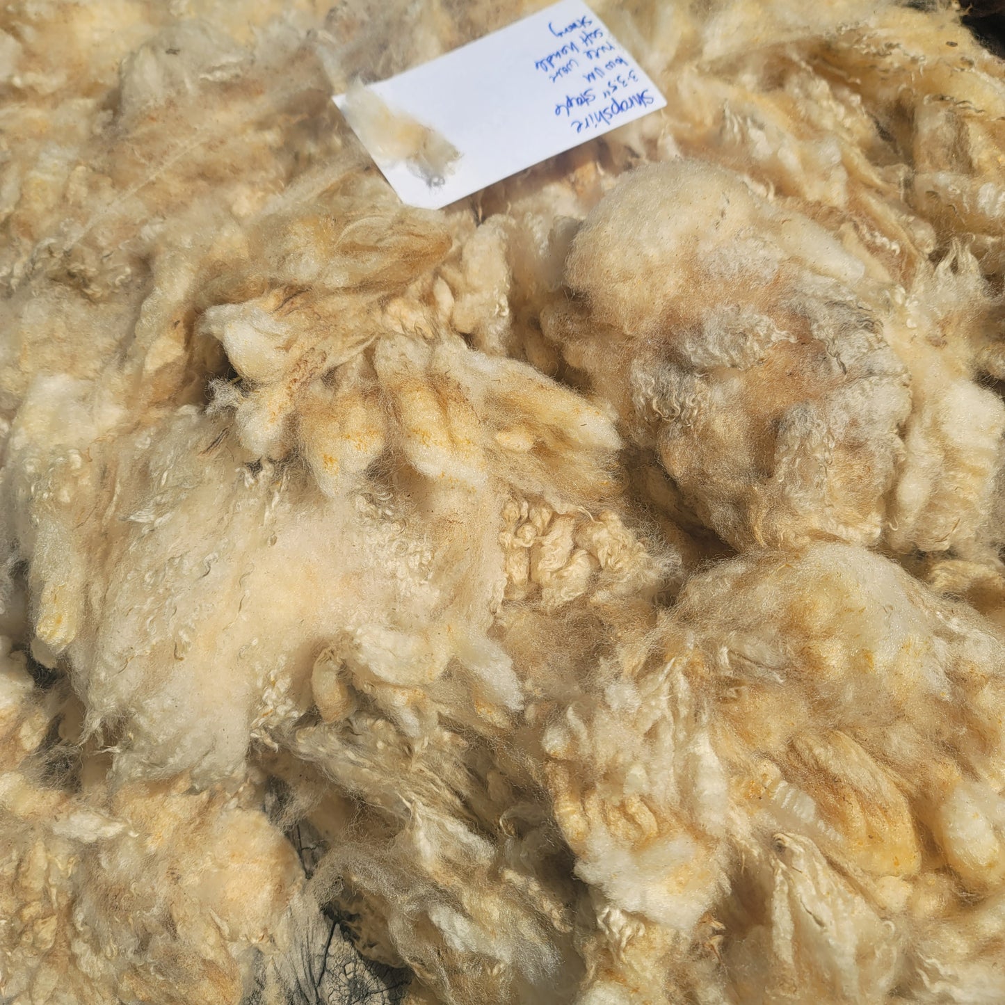 Shropshire Raw Wool