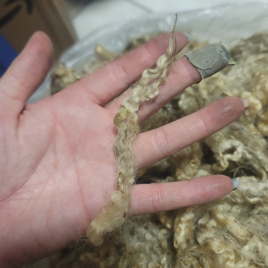 BFL Raw Wool