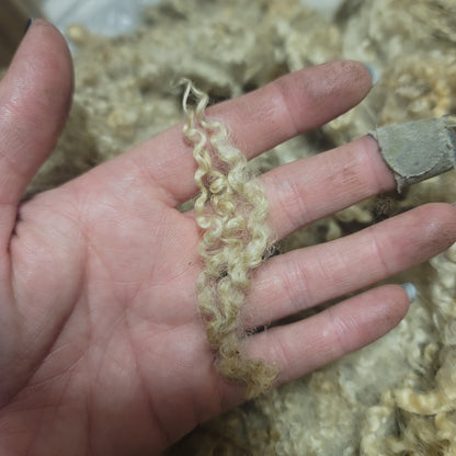 BFL Raw Wool